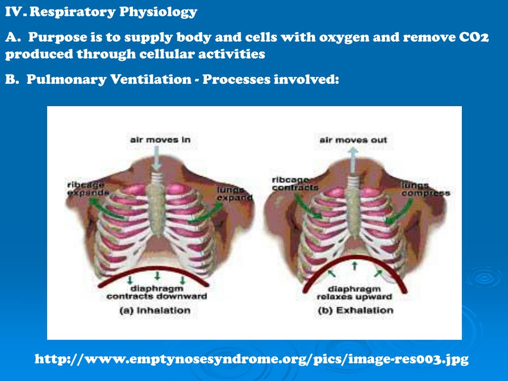 medical respiratory physiology ppt presentation